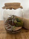 Terrarium Design 3 Plantes - ⌀19cm x H25cm | 50€