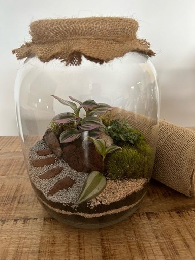 Terrarium Design 3 Plantes - ⌀19cm x H25cm | 50€